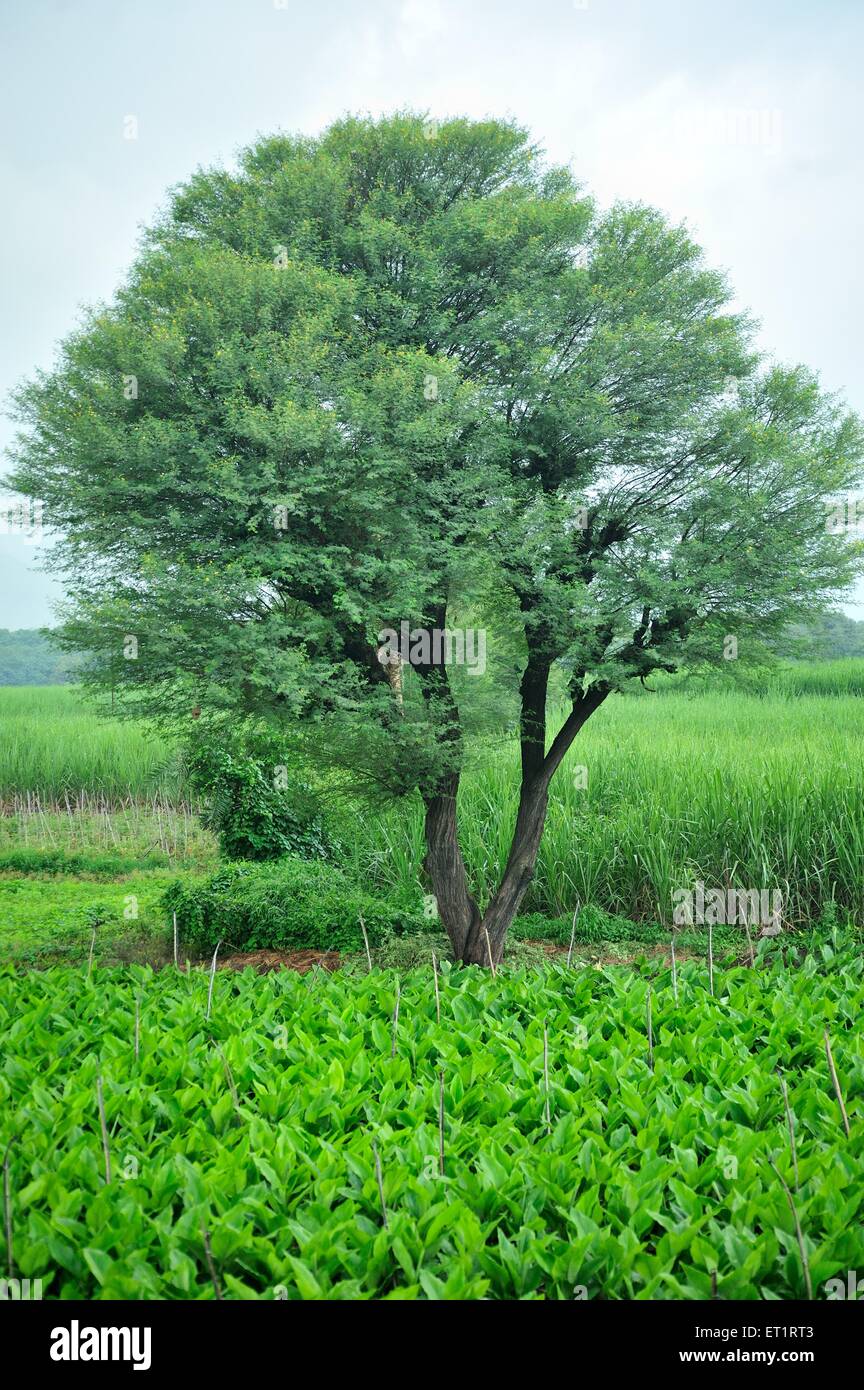 Turmeric field, Acacia tree, Satara, Maharashtra, India, Asia Stock Photo