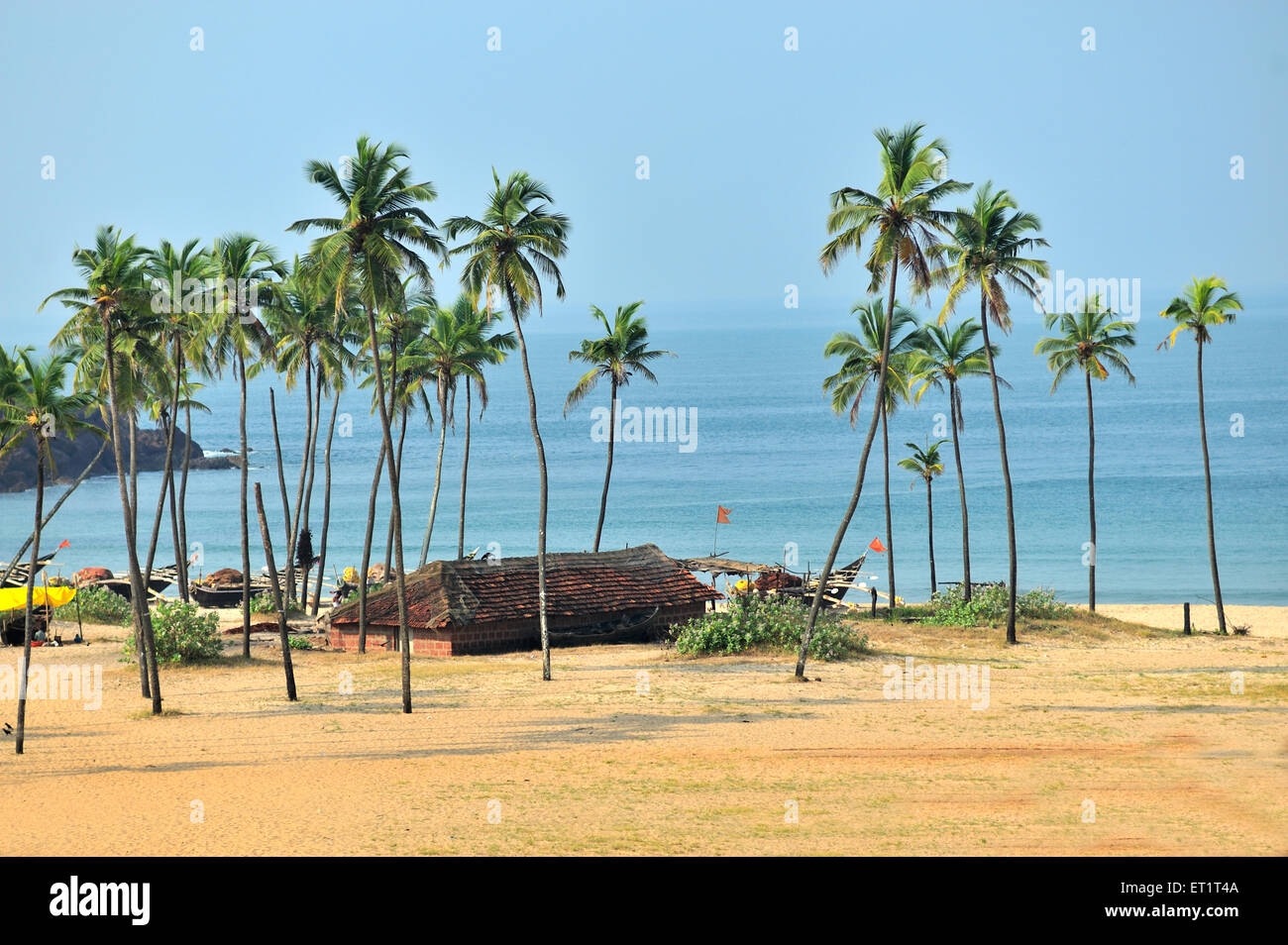 Palm trees, Kunkeshwar Beach, Kunkeshwar, Devgad, Sindhudurg, Konkan, Maharashtra, India, Asia, Asian, Indian Stock Photo