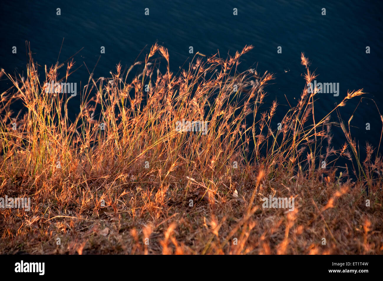 Dry grass grasses hi-res stock photography and images - Alamy