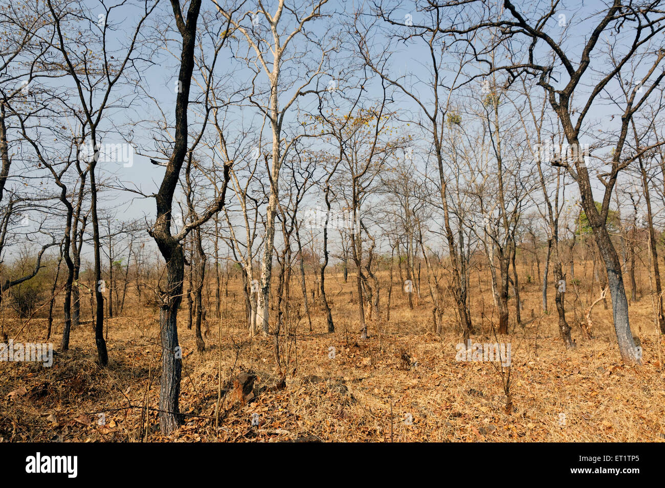Forest in malshej ghat Maharashtra india Asia Stock Photo Alamy