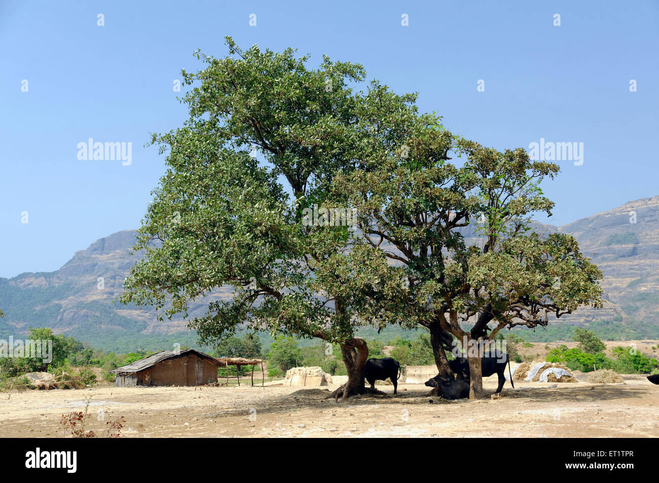 shelter for livestock at Maharashtra india Asia Stock Photo