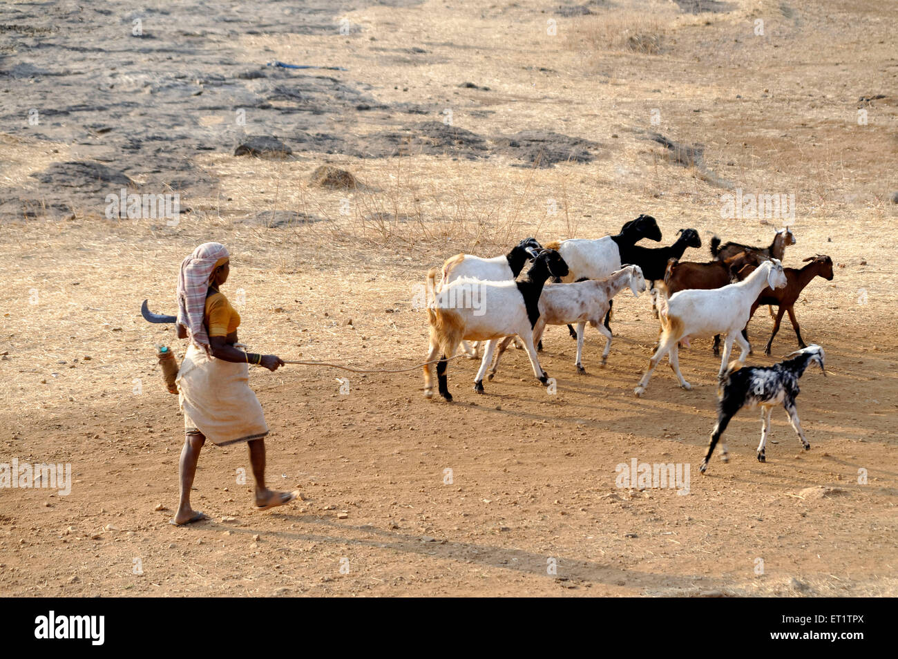woman with goats at Maharashtra india Asia Stock Photo