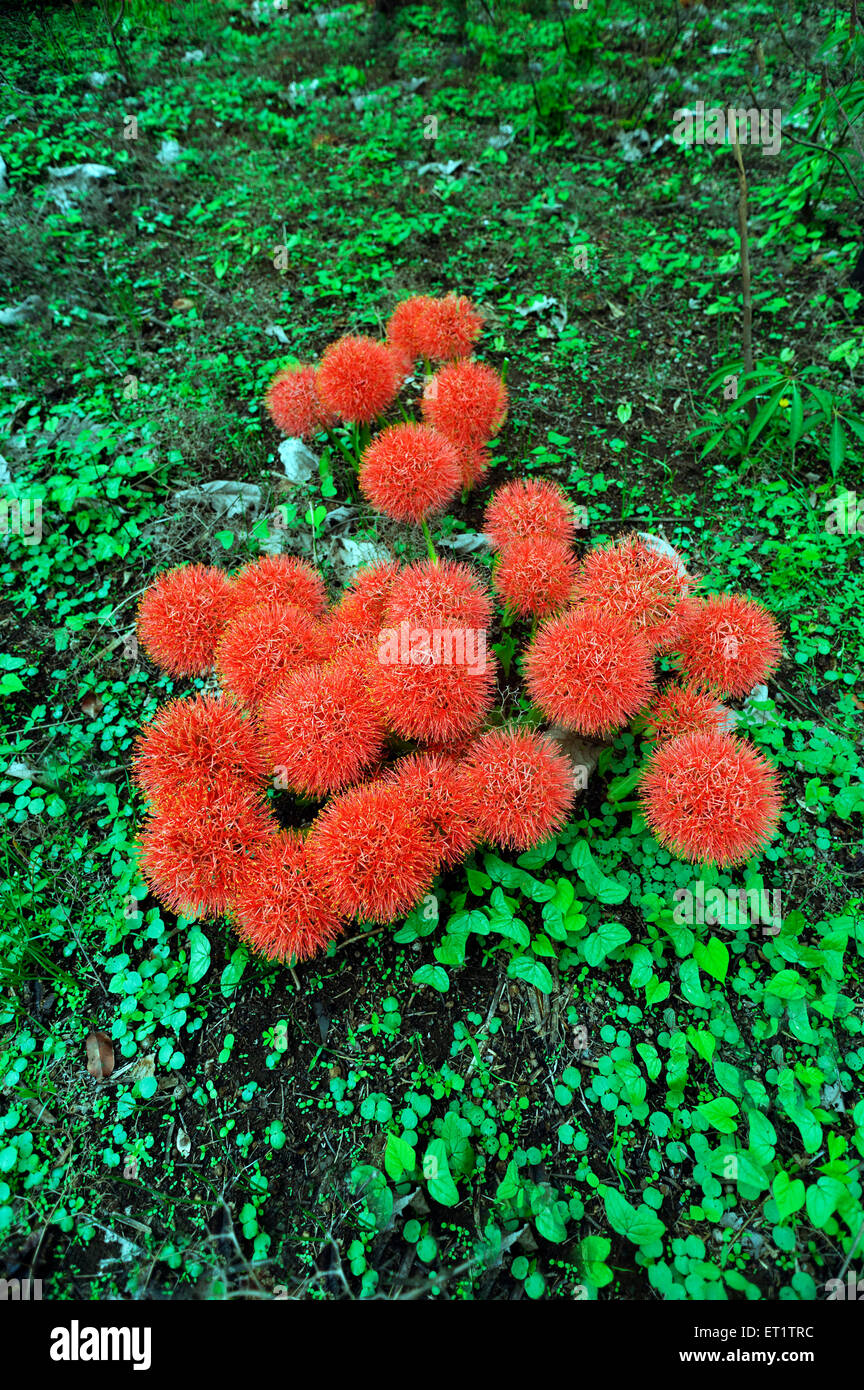 India Karnataka
