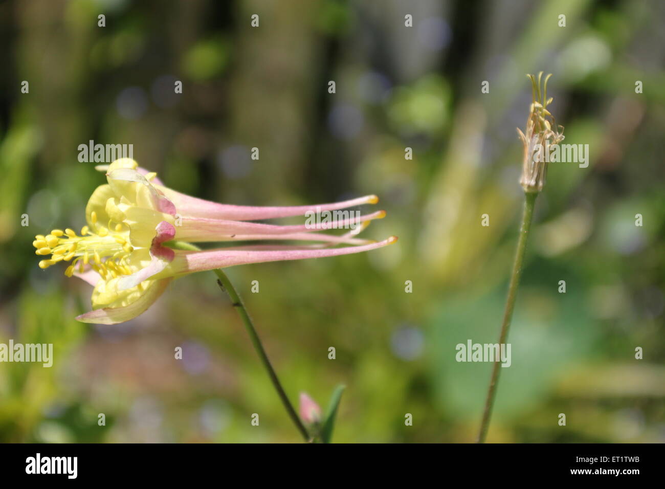 ranunculaceae Stock Photo