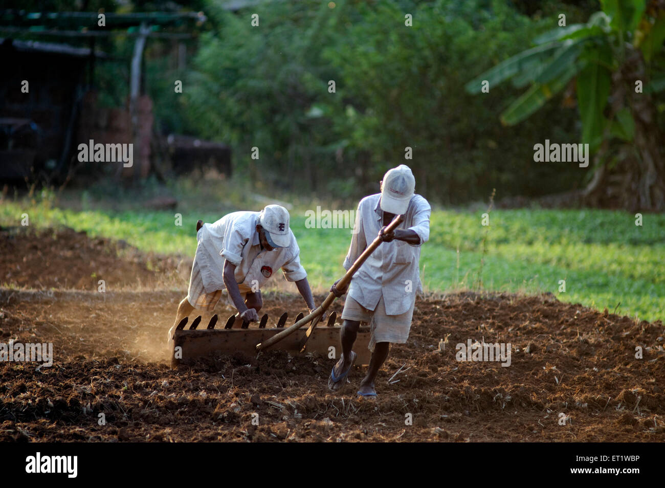 Farm labourer working in field Konkan Maharashtra India Asia MR#556 Stock Photo