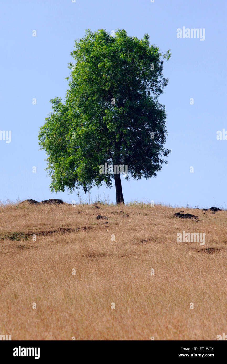 tree in meadow konkan Maharashtra india Asia Stock Photo
