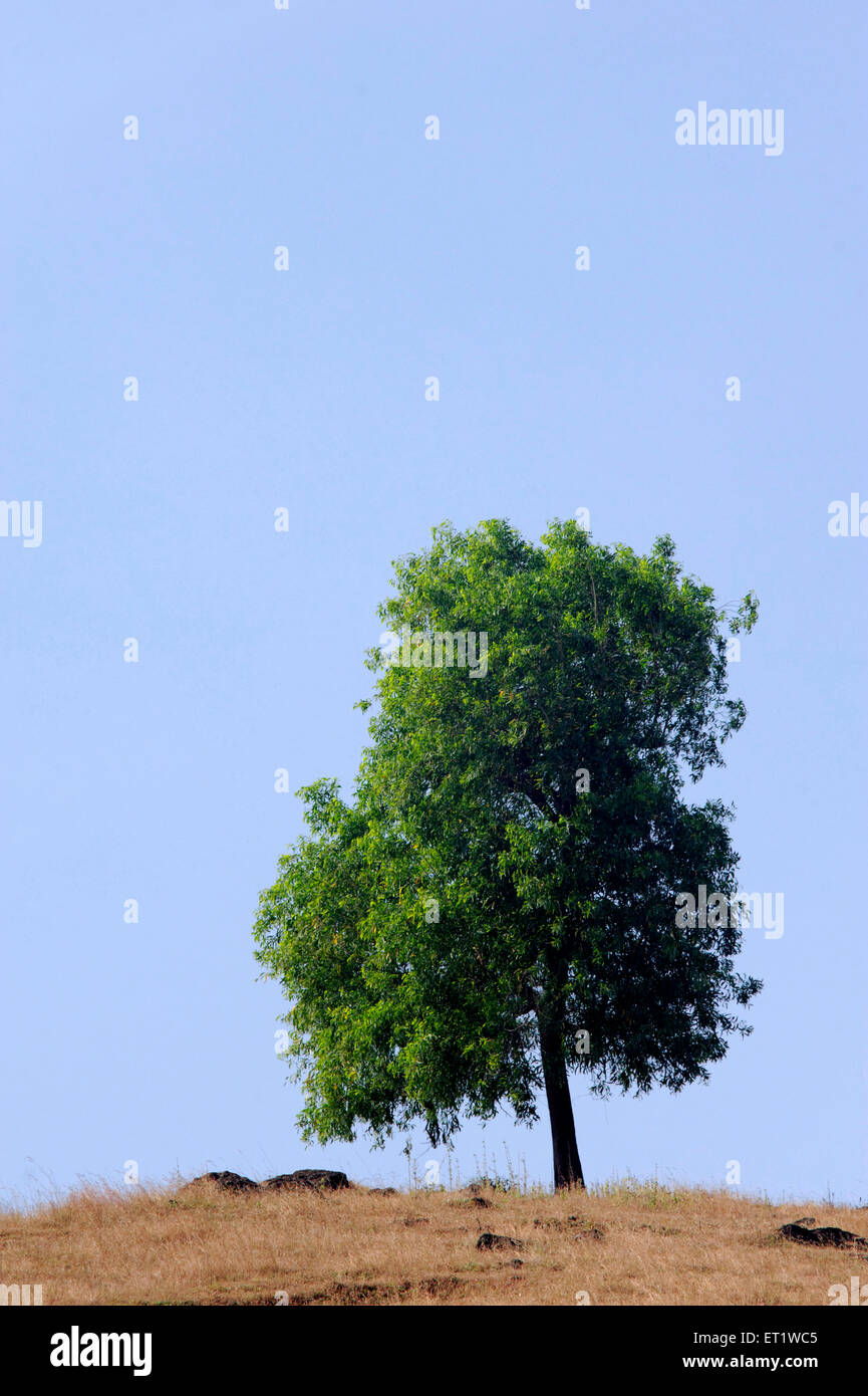 tree in meadow konkan Maharashtra india Asia Stock Photo
