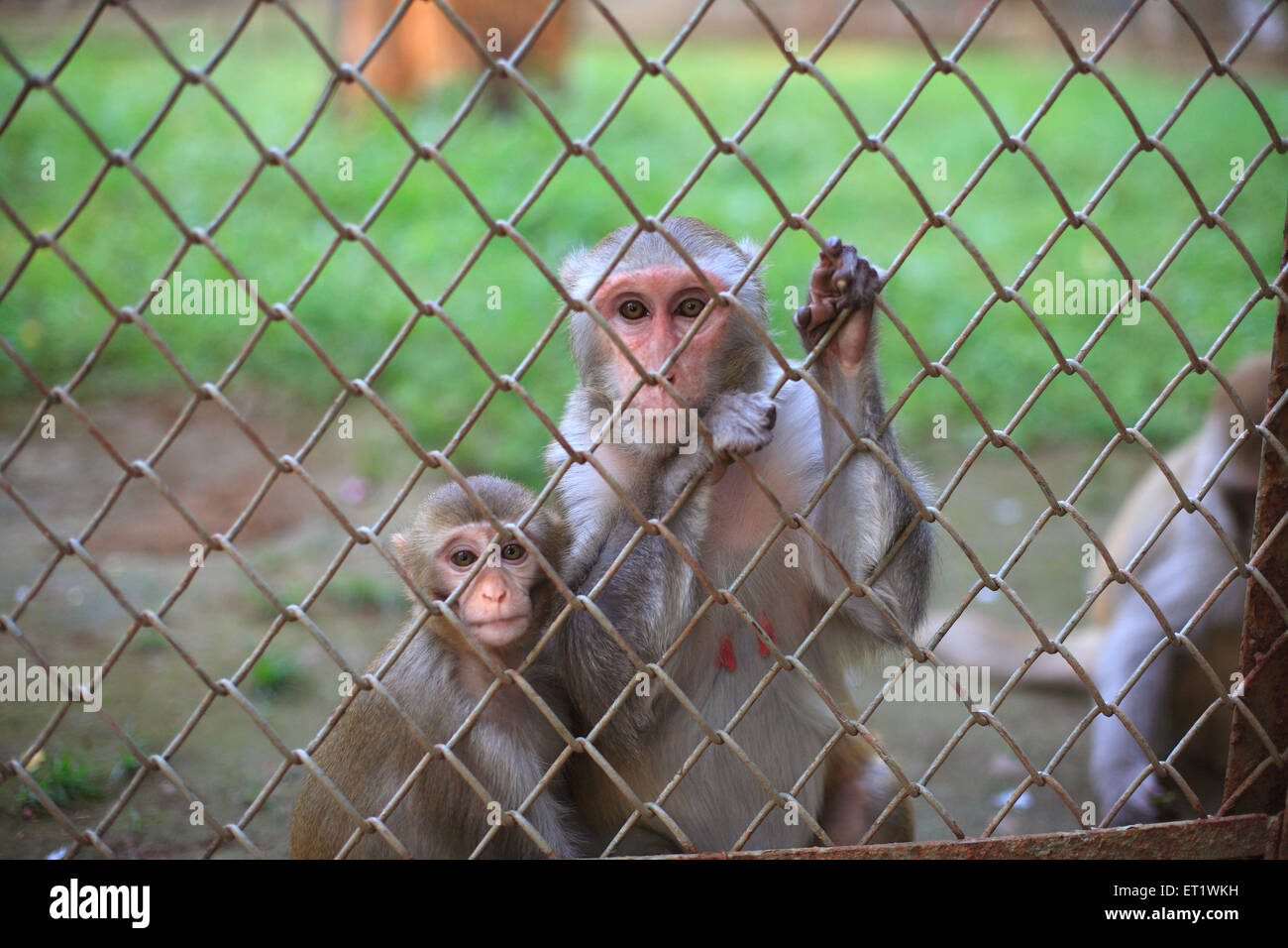 Monkey cage in zoo ; Byculla Zoo ; Victoria Gardens ; Veermata Jijabai Bhonsale Udyan ; Bombay ; Mumbai ; Maharashtra ; India ; Asia ; Asian ; Indian Stock Photo