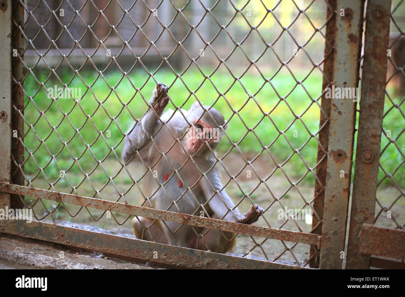 Monkey cage in zoo ; Byculla Zoo ; Victoria Gardens ; Veermata Jijabai Bhonsale Udyan ; Bombay ; Mumbai ; Maharashtra ; India ; Asia ; Asian ; Indian Stock Photo