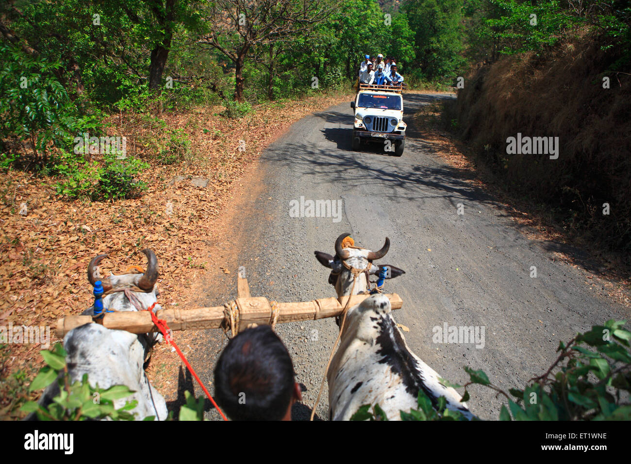 Farmer on bullock cart and travellers on pickup jeep at Bhandardara Maharashtra India Asia Stock Photo