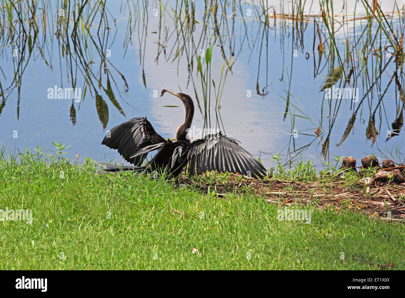 Anhinga Drying Anhinga drying its wings Stock Photo - Alamy