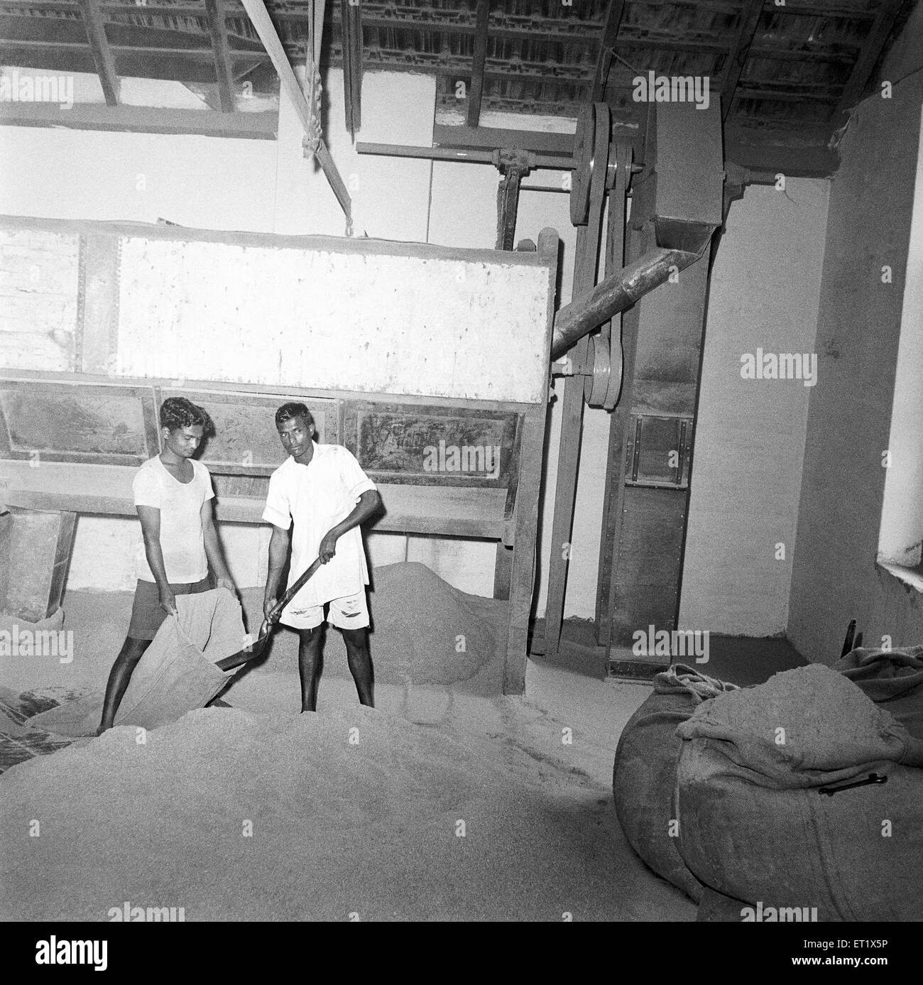 Year 1953 ; Mixing section ; workers prepare the sandalwood powder ; sandal oil extracting factory ; Mysore city ; Karnataka Stock Photo