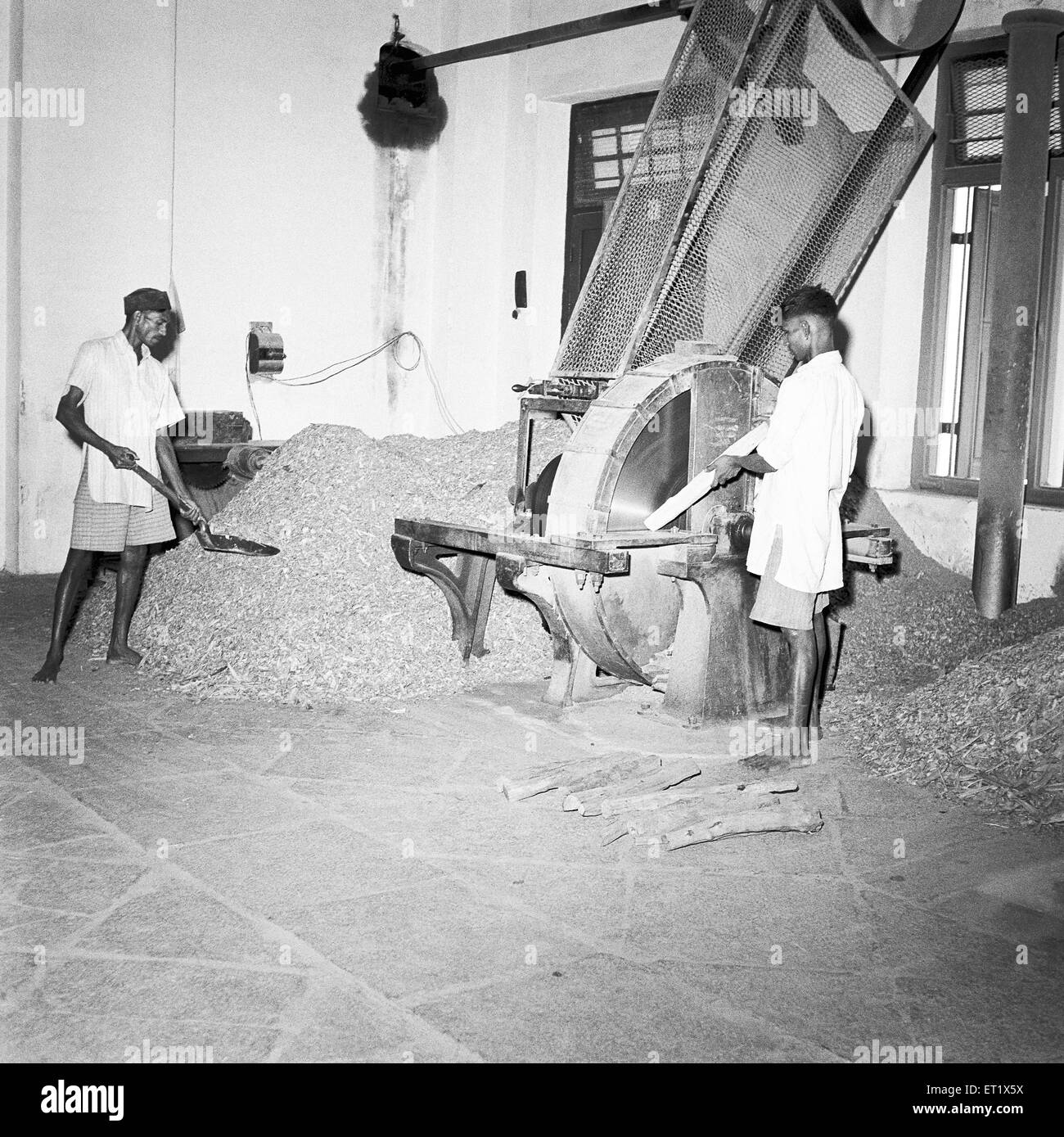 Year 1953 ; sandalwood being chipped into small pieces distillery ; sandal oil extracting factory ; Mysore city ; Karnataka Stock Photo