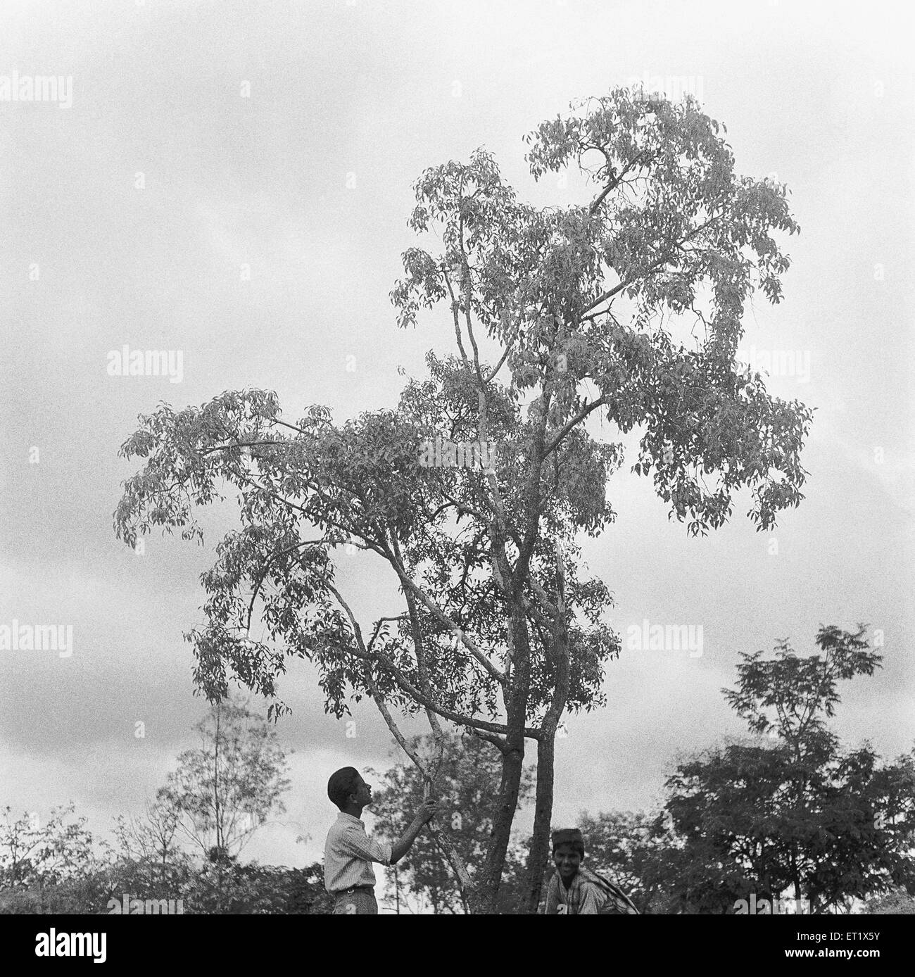 Sandalwood tree near sandal oil extracting factory ; Mysore city ; Karnataka ; India ; Asia ; old vintage 1900s picture Stock Photo