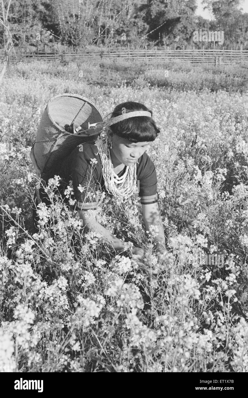 Lady of Mishmi tribe working mustard field in Lohit district ; Arunachal Pradesh ; India Stock Photo