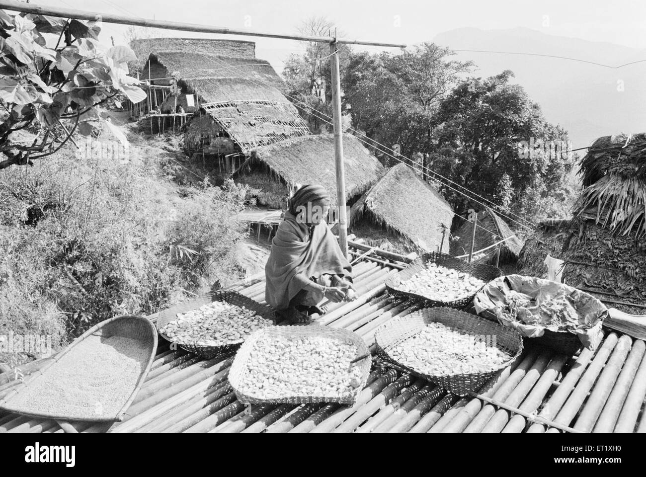 Nocte housewife drying vegetables on bamboo platform ; Khonsa ; Arunachal Pradesh ; India ; Asia ; old vintage 1900s picture Stock Photo