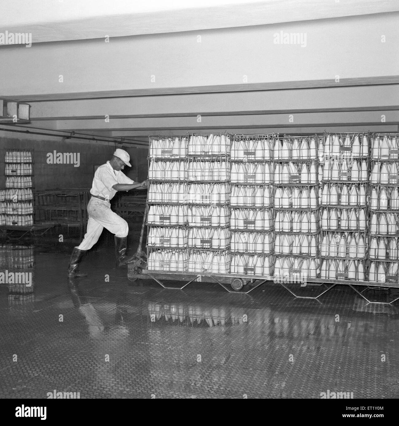 Milk bottles getting ready for dispatch ; milk plant ; Aarey ; Bombay now Mumbai ; Maharashtra ; India ; Asia ; old vintage 1900s Stock Photo