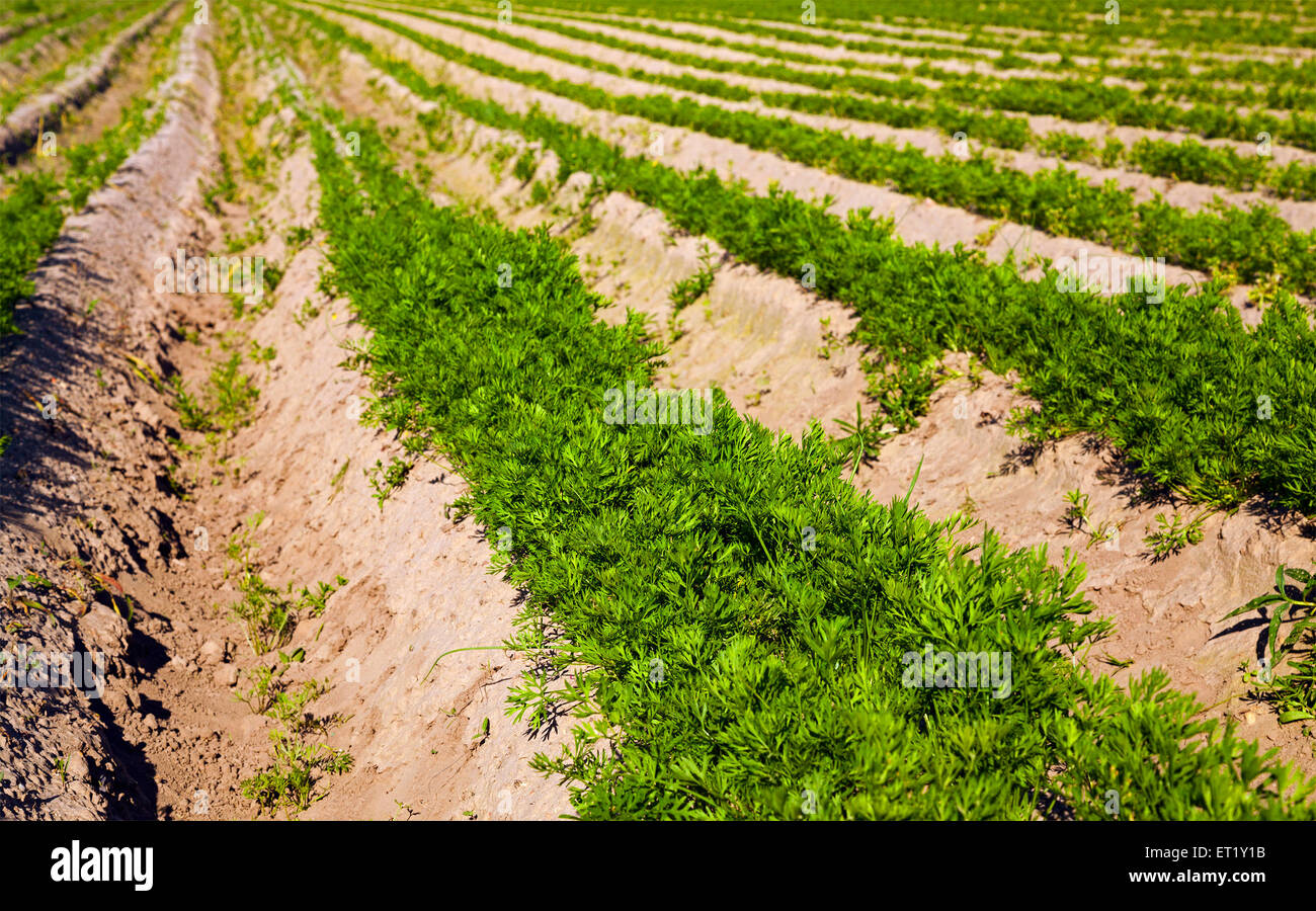 carrot field Stock Photo Alamy