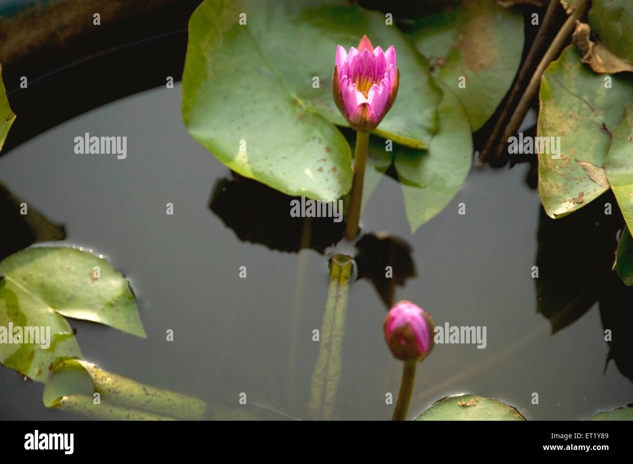 Lotus, Nelumbo nucifera, Indian lotus, sacred lotus, bean of India, Egyptian bean Stock Photo