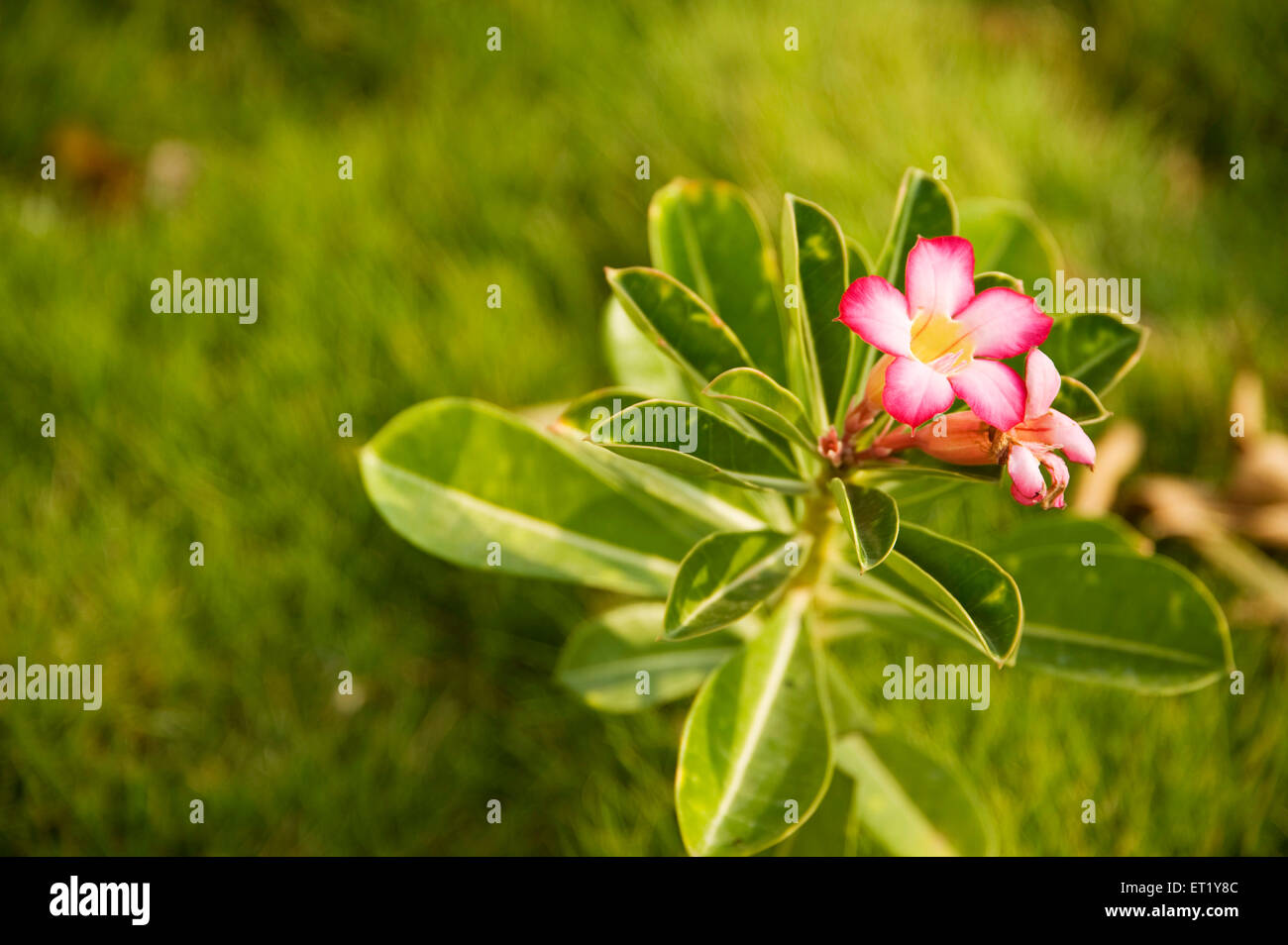 Desert Rose ; Adenium ; Adenium obesum ; Family Apocynaceae ;  Oleander family ; India Stock Photo