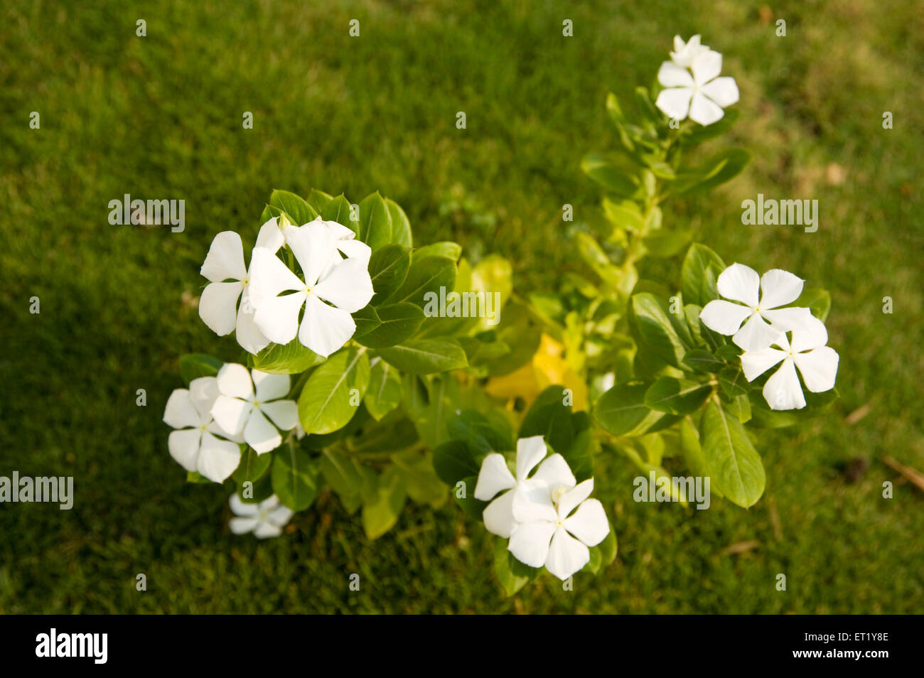 Creeping phlox, white flower, Phlox subulata, Phlox stolonifera, Polemoniaceae, Phlox family, India, Asia Stock Photo