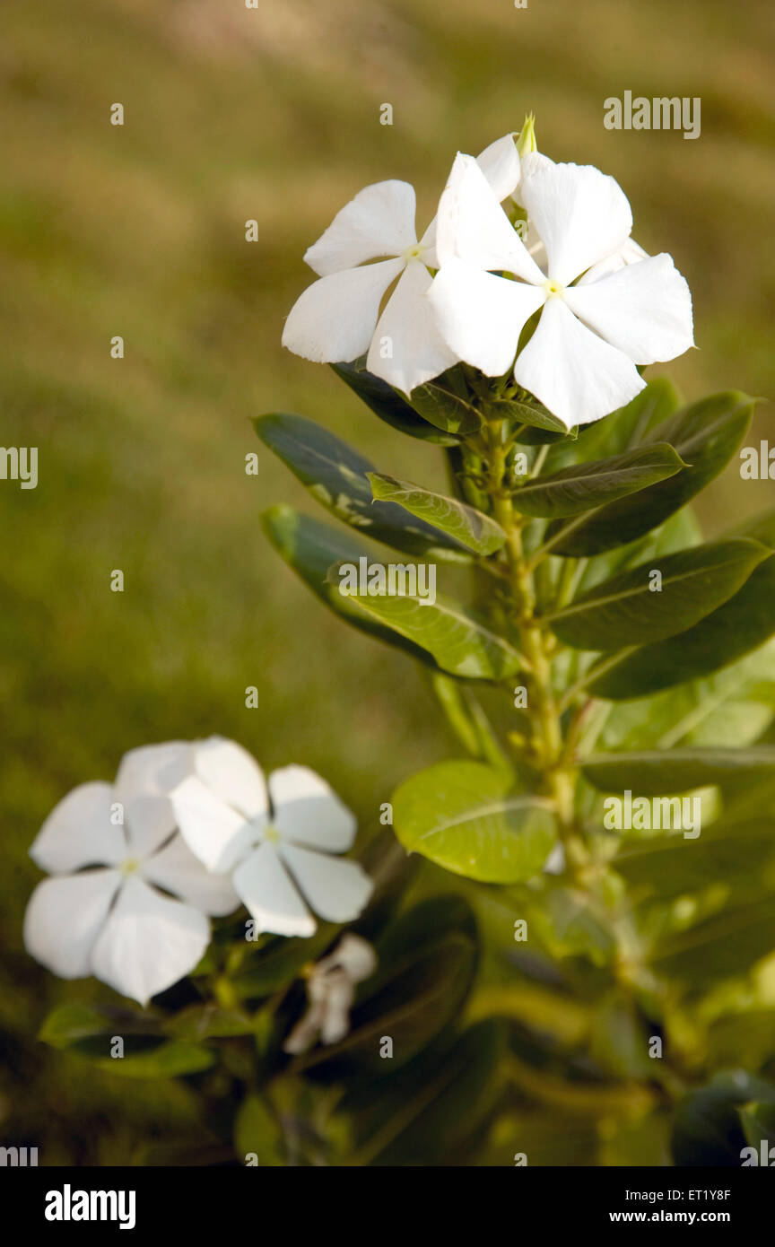 Creeping phlox, white flower, Phlox subulata, Phlox stolonifera, Polemoniaceae, Phlox family, India, Asia Stock Photo
