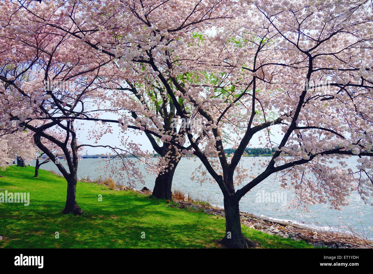 Blossoming Japanese cherry trees on the Potomac River in Washington DC Stock Photo
