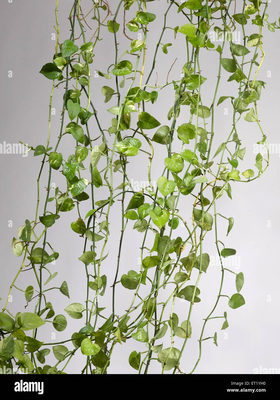 Money plant, Devil's ivy, Epipremnum aureum, arum family Araceae, green plant in front of window, India, Asia Stock Photo