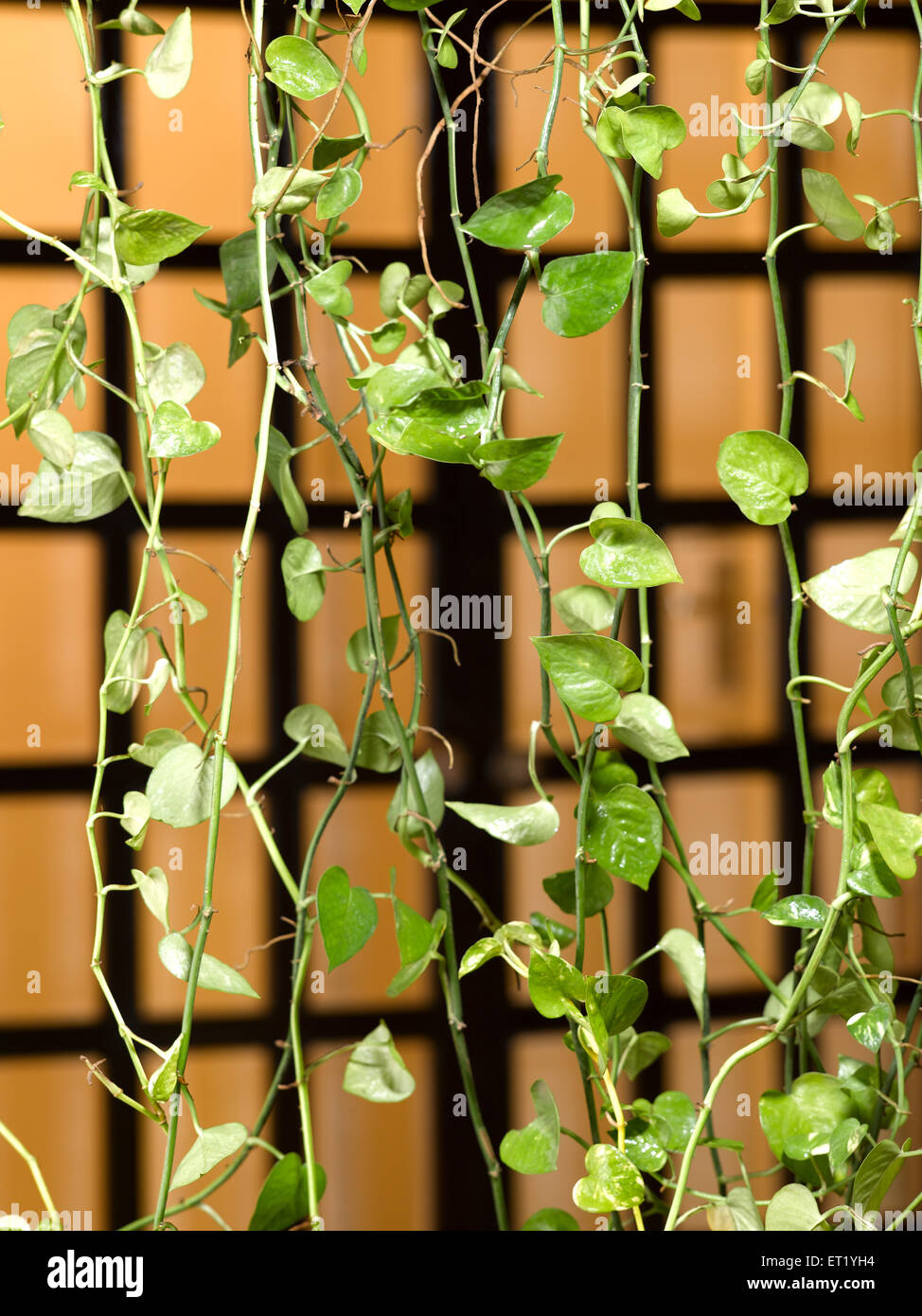 Money plant, Devil's ivy, Epipremnum aureum, arum family Araceae, green plant in front of window, India, Asia Stock Photo