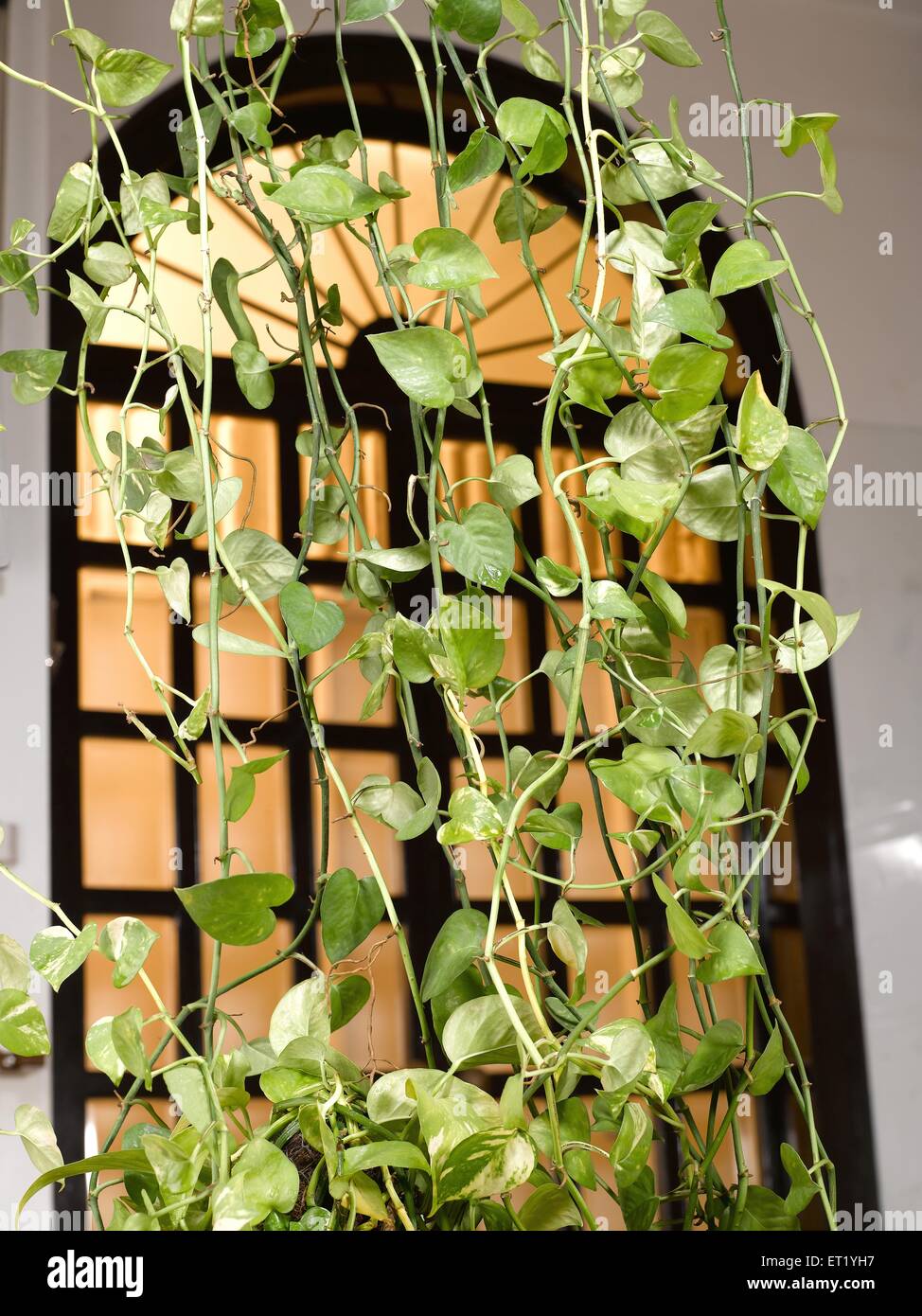 Money plant, Devil's ivy, Epipremnum aureum, arum family Araceae, green plant in front of window, India, Asia Stock Photo