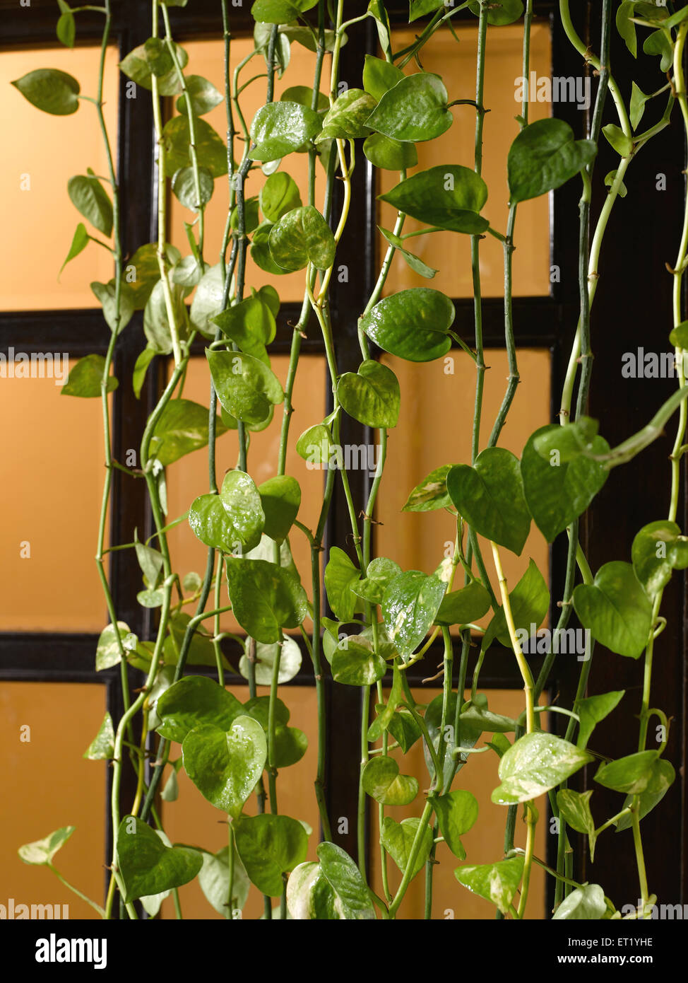 Money plant, Devil's ivy, Epipremnum aureum, arum family Araceae, green plant in front of window, India, Asia Stock Photo