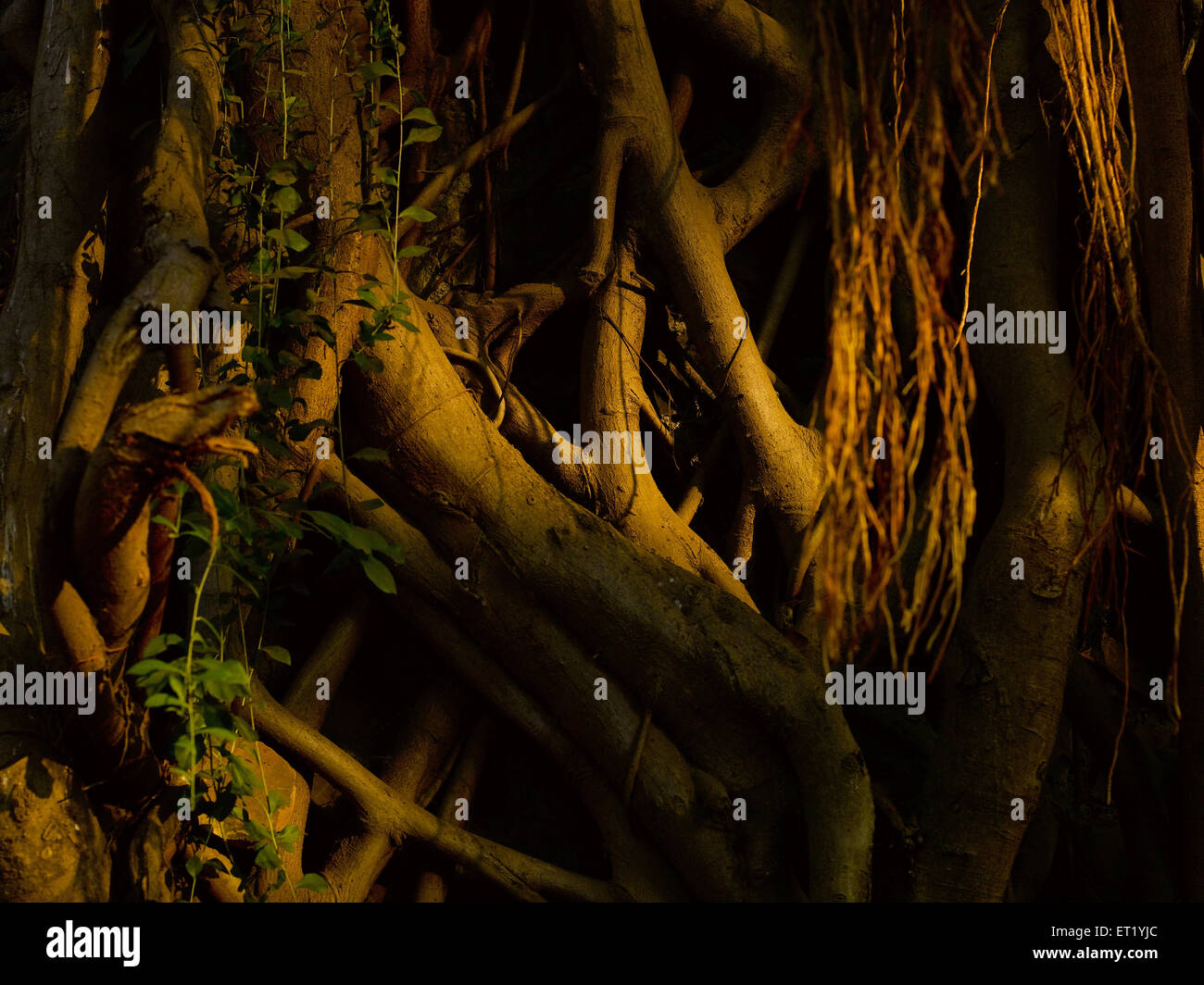 Neem tree roots, India, Asia Stock Photo