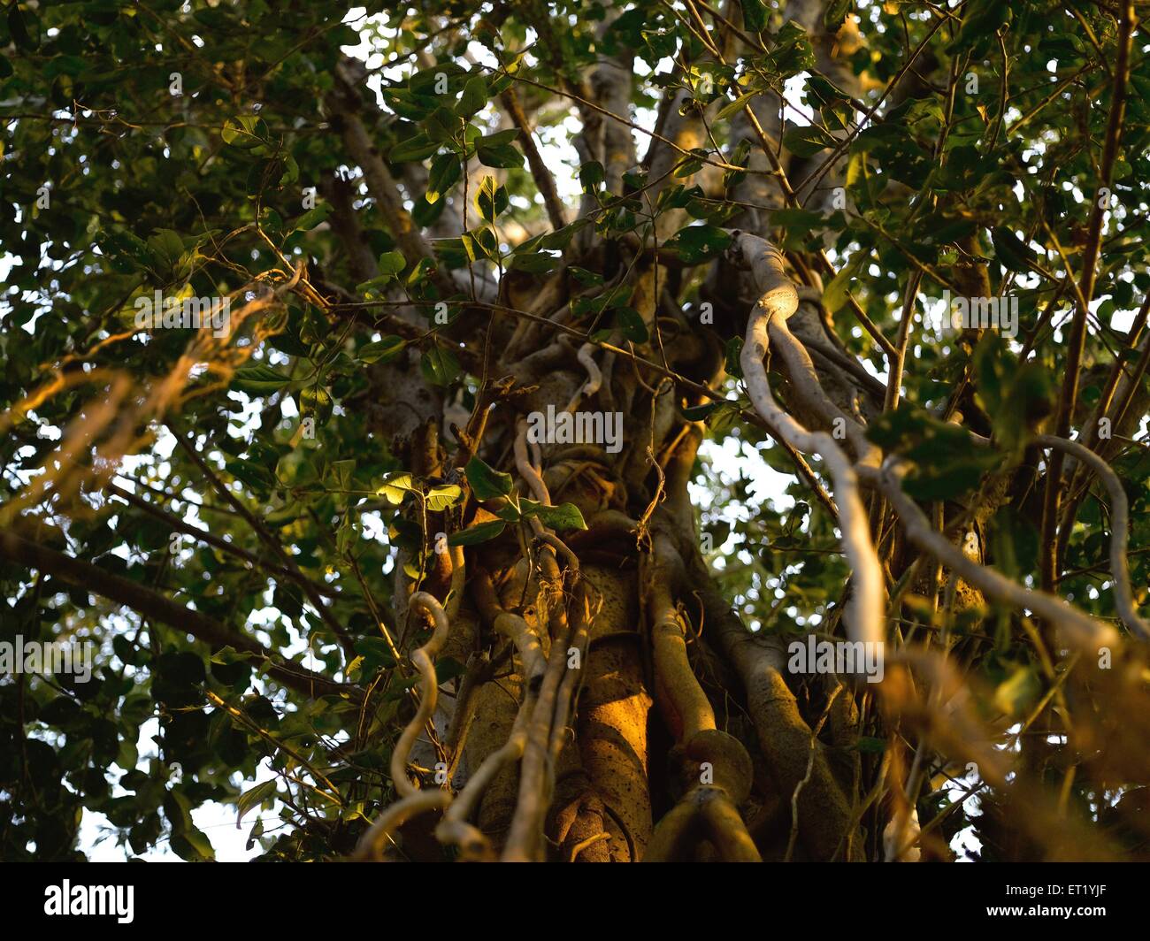 Neem tree roots, India, Asia Stock Photo