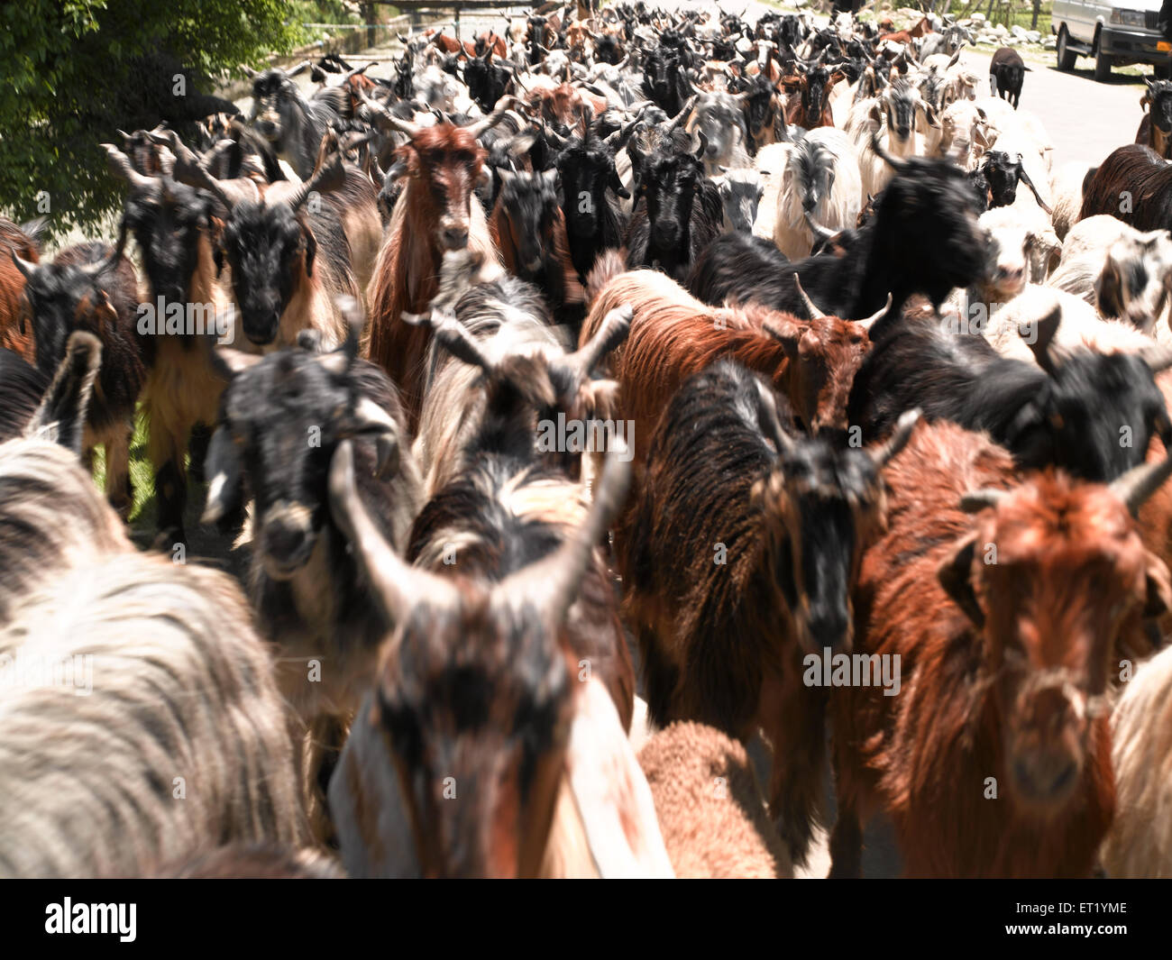 Herd of goats ; Srinagar ; Kashmir ; Jammu and Kashmir ; Union Territory ; UT ; India ;  Asia Stock Photo