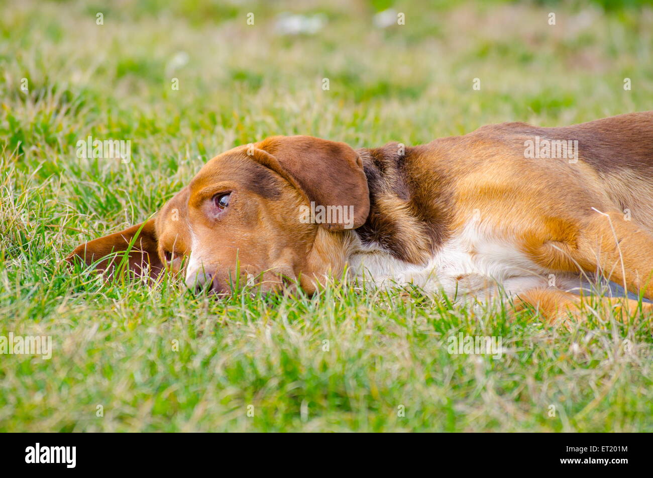 Sleepy dog with orange reddish fur lying in the grass Stock Photo