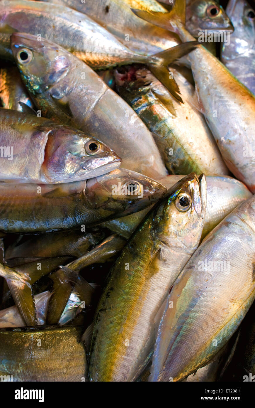Sardines/ Tarli (टारली) - Bombay Fresh Fish