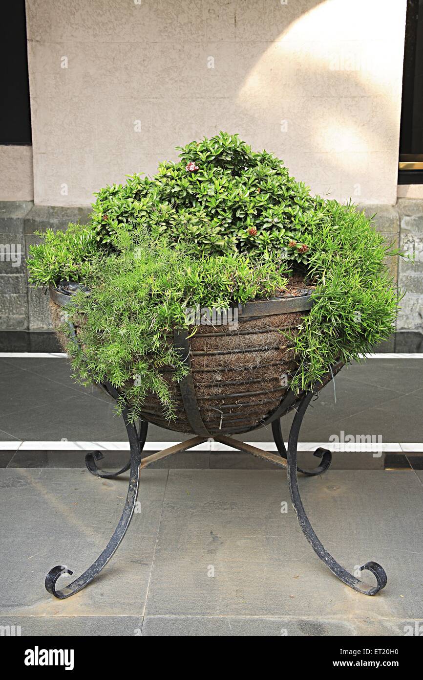 Plant pot ; Bombay ; Mumbai ; Maharashtra ; India ; Asia ; Asian