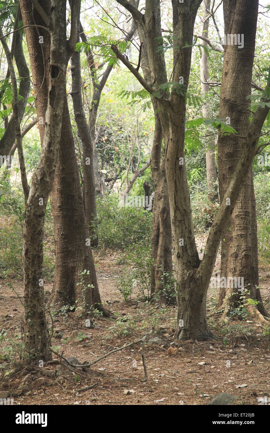 Tree trunks ; Sanjay Gandhi National Park ; Borivali National Park ; Borivali ; Bombay ; Mumbai ; Maharashtra ; India ; Asia ; Asian ; Indian Stock Photo