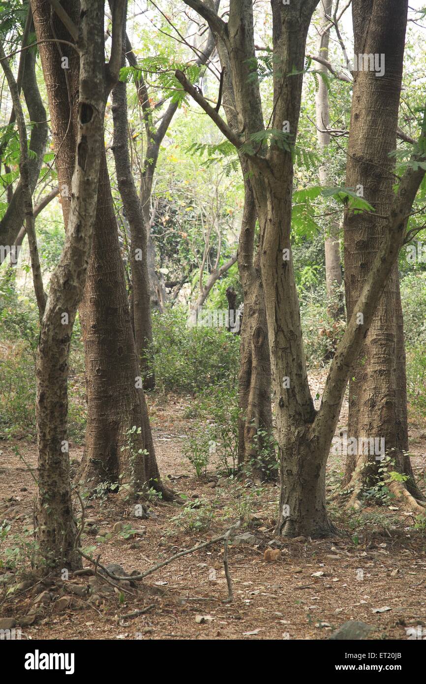 Tree trunks ; Sanjay Gandhi National Park ; Borivali National Park