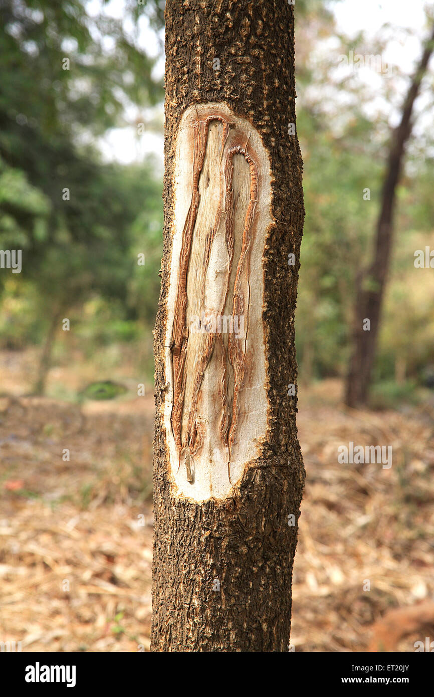 Tree trunk ; Sanjay Gandhi National Park ; Borivali National Park