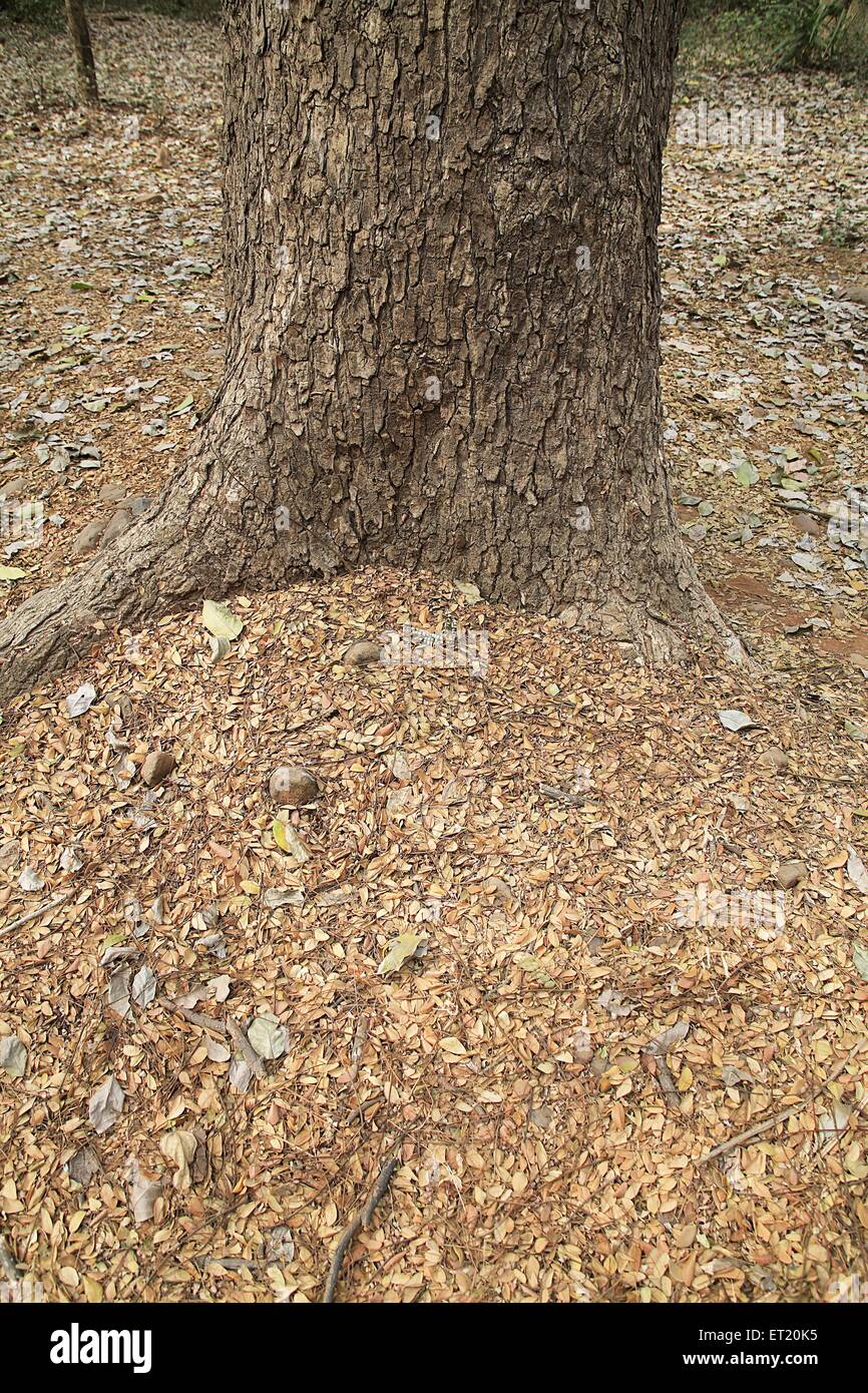 Sanjay Gandhi Park Mumbai High Resolution Stock Photography and Images