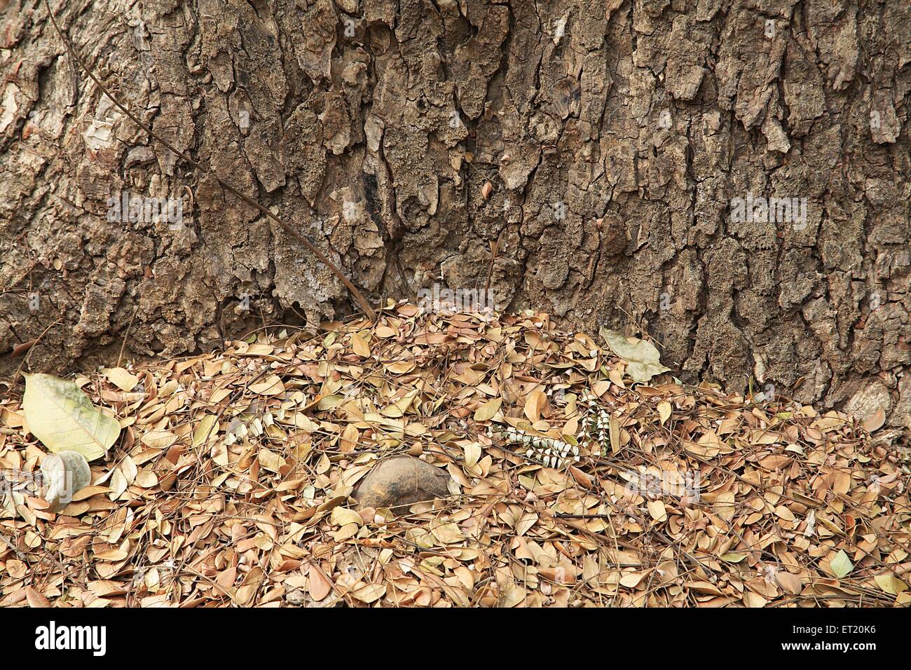 Tree Trunk Backgrounds High Resolution Stock Photography and Images Alamy