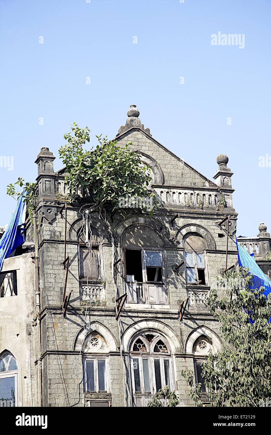Tree growing ; old building ; Dr. Dadabhai Naoroji Road ; Bombay ; Mumbai ; Maharashtra ; India ; Asia ; Asian ; Indian Stock Photo