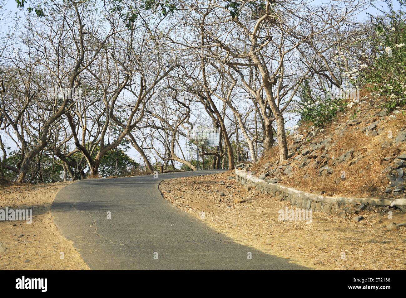 Road in forest ; Tree trunks ; Sanjay Gandhi National Park ; Borivali ; Bombay ; Mumbai ; Maharashtra ; India ; Asia ; Asian ; Indianleafless Stock Photo