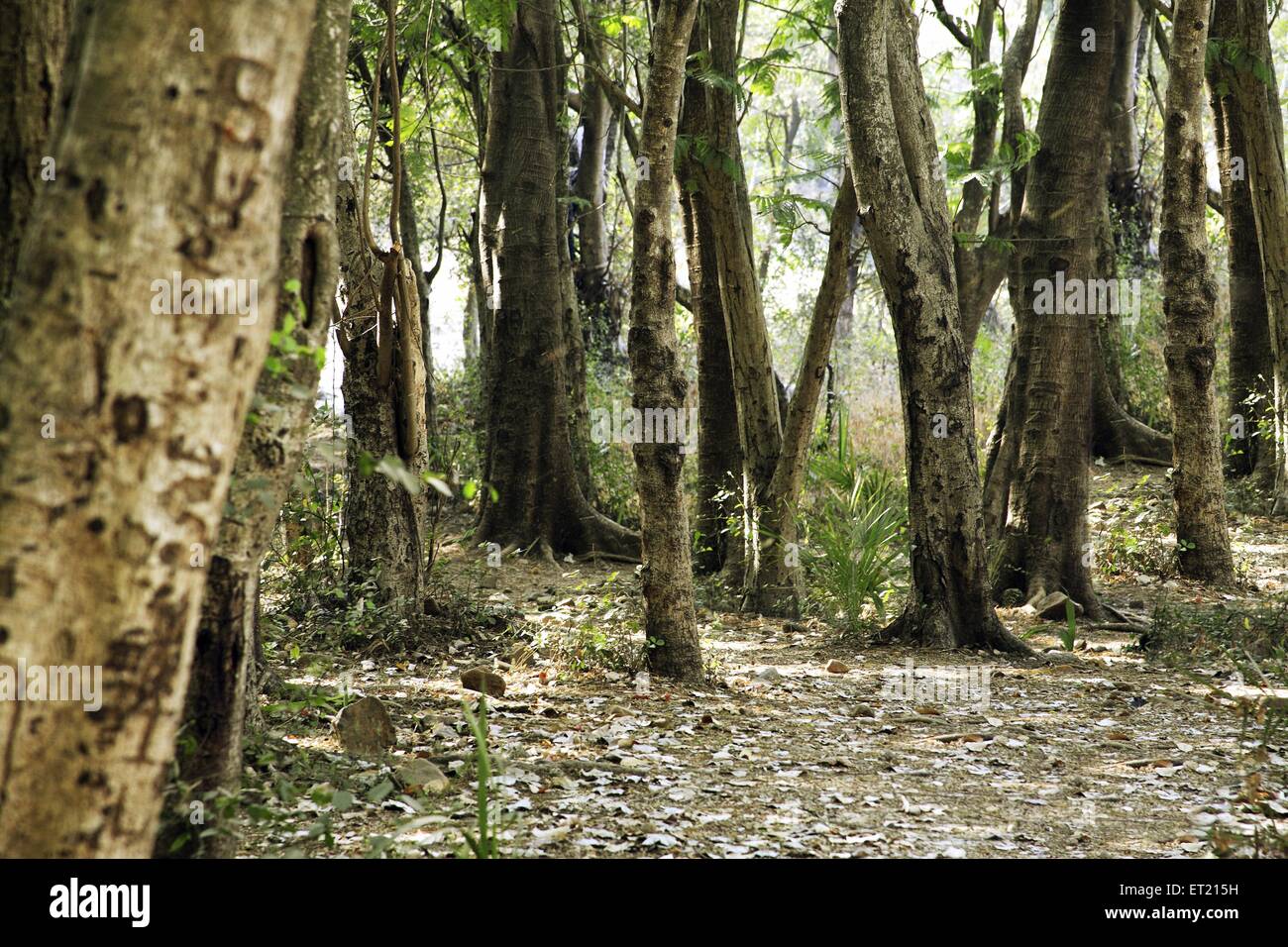 Tree trunks ; Sanjay Gandhi National Park ; Borivali ; Bombay ; Mumbai ; Maharashtra ; India ; Asia ; Asian ; Indian Stock Photo