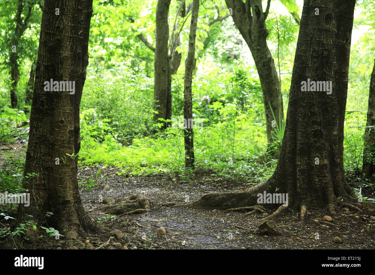 Tree trunks ; Sanjay Gandhi National Park ; Borivali ; Bombay ; Mumbai