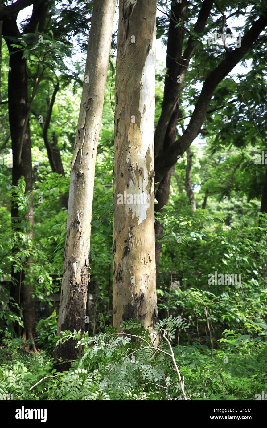 Tree trunks ; Sanjay Gandhi National Park ; Borivali ; Bombay ; Mumbai ; Maharashtra ; India ; Asia ; Asian ; Indian Stock Photo