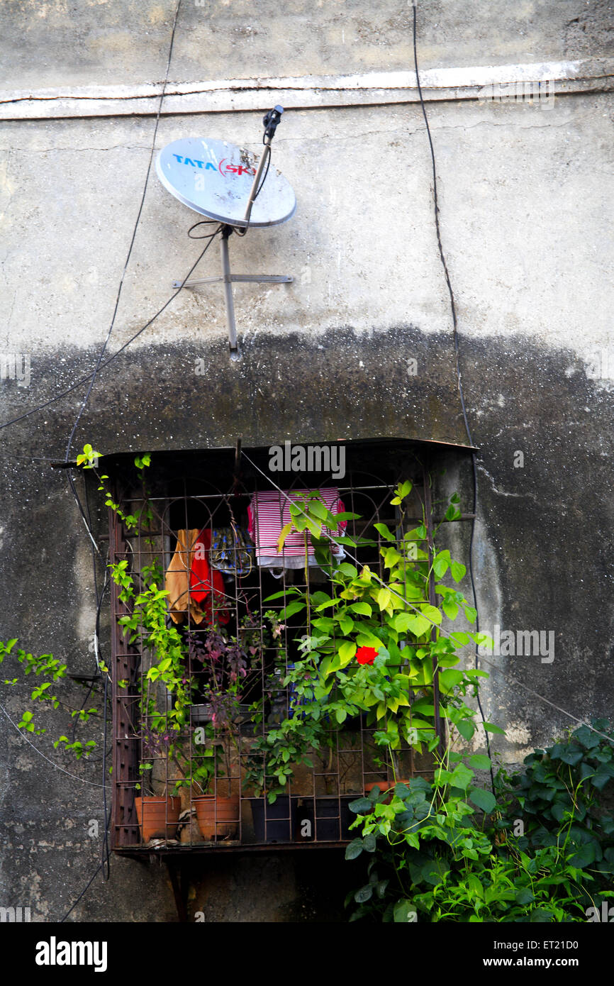 Flower pot in window and dish antenna in chawl ; Mahadev Palav Marg ; Curry Road ; Bombay Mumbai Stock Photo