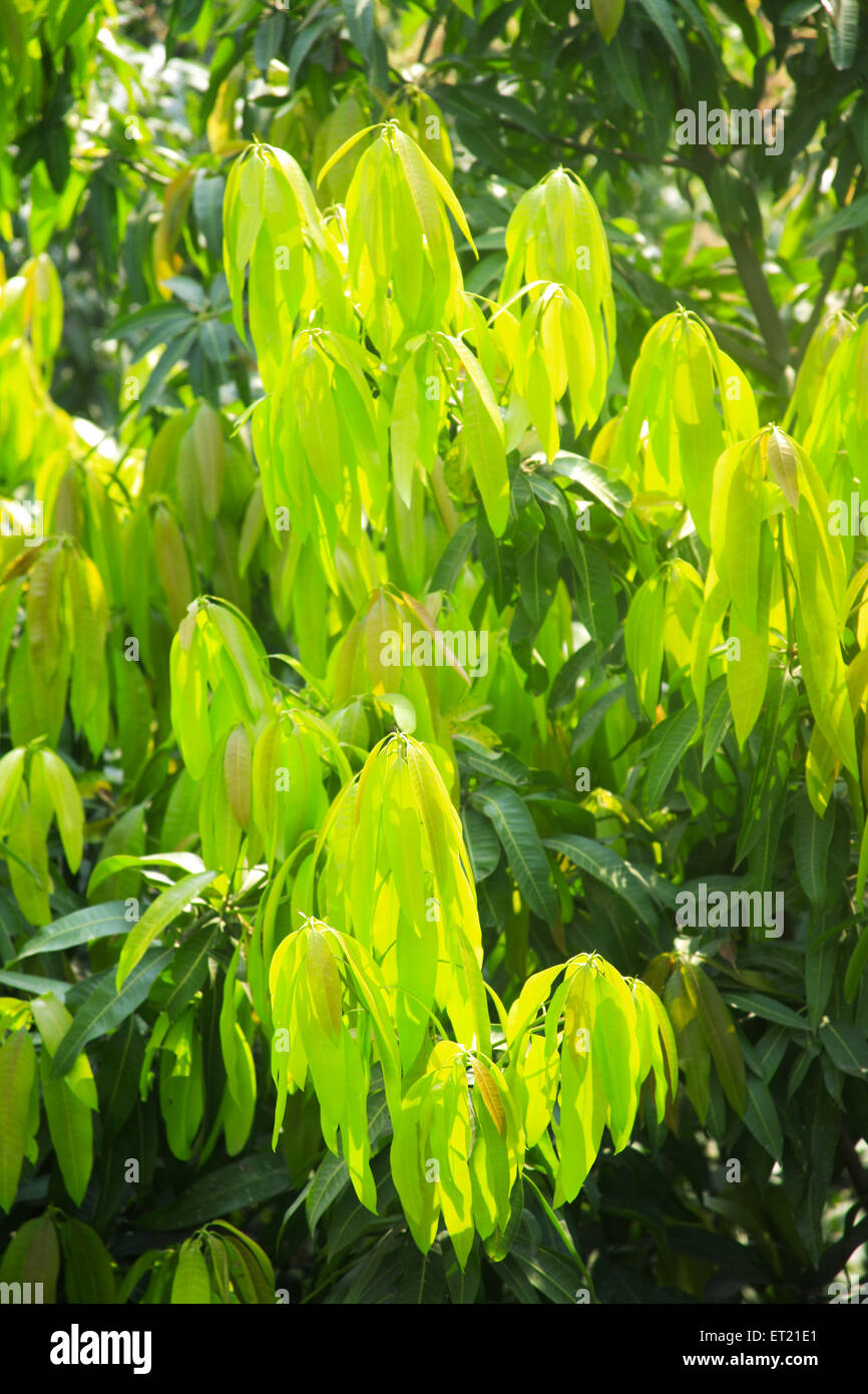 Mango leaves, anacardiaceae mangifira indica, Bombay, Mumbai, Maharashtra, India, Asia, Asian, Indian Stock Photo
