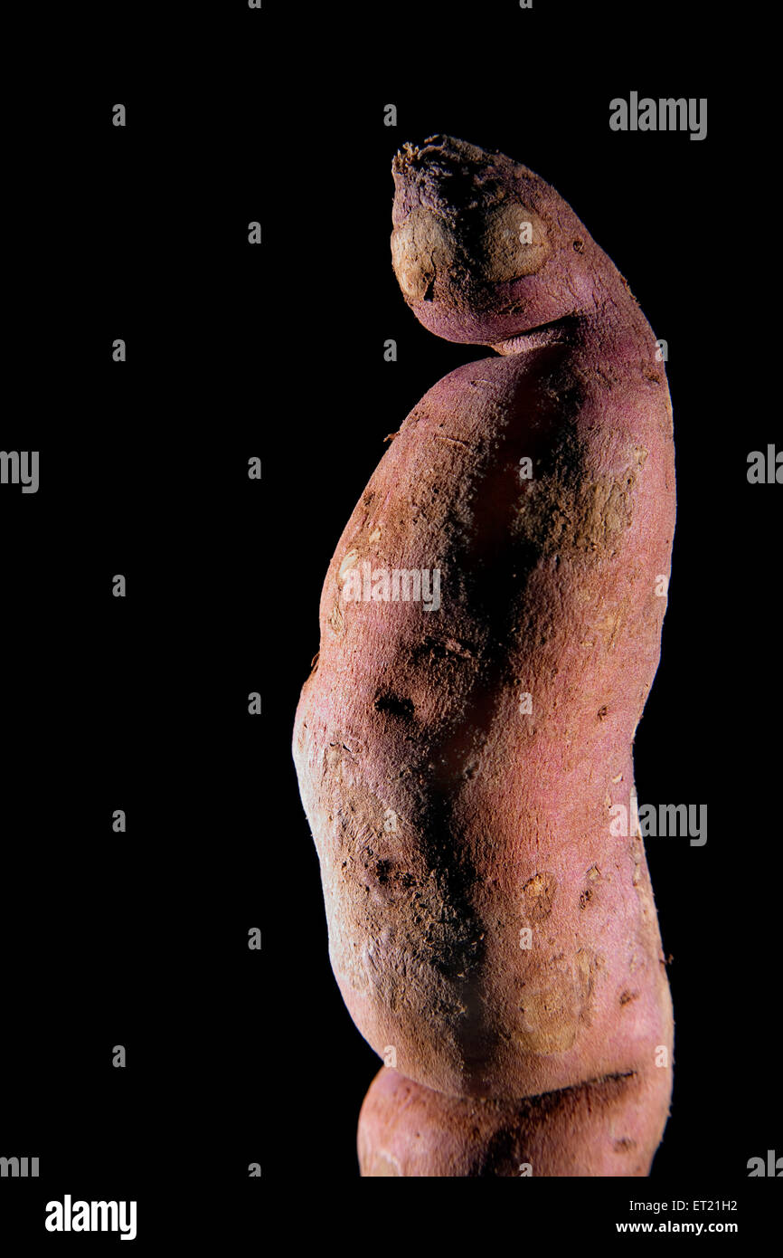 Vegetable  ; sweet potato ipomoea batatas on black background 13 April 2010 Stock Photo